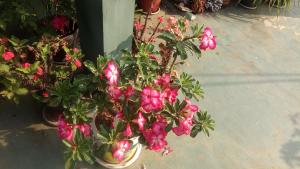 una pianta con fiori rosa in un vaso per terra di Heavenly Homestay a Cochin