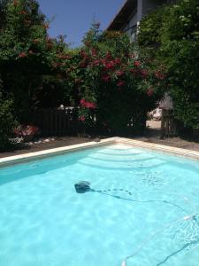 - une piscine avec une tortue dans l'eau dans l'établissement Chambres d'Hôtes La Toast Vin, à Saint-Sever