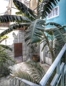 una palma seduta accanto a un edificio blu di La Casa del Atrio a Querétaro