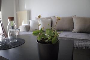 Kép Black & Yellow Apartment at City Center szállásáról Joáninában a galériában