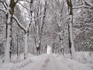 a snowy road with snow covered trees on it at Pałac Pacółtówko in Pacółtówko