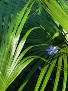 una flor azul sentada sobre una planta verde en Terra Lodge en Puerto Iguazú