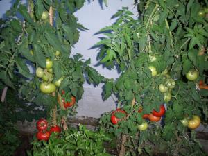 a bunch of tomatoes hanging from plants at Filyra in Pilion