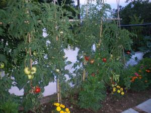 two tomato plants are growing in a garden at Filyra in Pilion