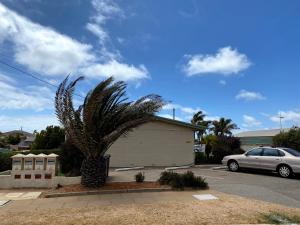 a palm tree in a parking lot next to a car at Waldeck Heights in Geraldton
