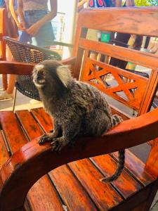 a small animal sitting on top of a wooden bench at Lapa Casa Hostel in Rio de Janeiro