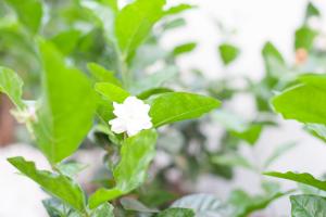 a white flower on a green plant with leaves at Baan Ploy In in Chiang Mai