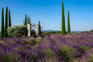 a field of lavender with a house in the background at Coquillade Provence in Gargas