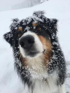 a dog with snow on its head in the snow at Kleines Paradies Montafon in Bartholomäberg