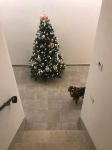 a dog standing in front of a christmas tree at Il Battello in Cesenatico