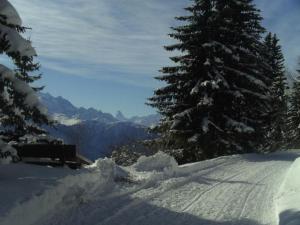 リーダーアルプにあるApartment Almenrausch West by Interhomeの山の松の木が積もった雪坂