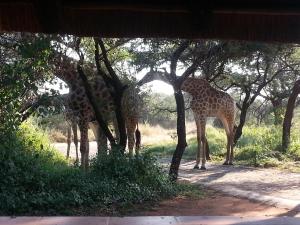 un groupe de girafes se tient sous certains arbres dans l'établissement Marloth Wild Fig Studio, à Marloth Park
