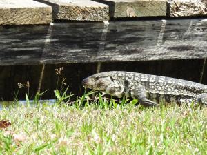 Foto da galeria de Ecoland em Igrejinha mais 37 fotos