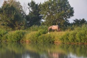 Tiere im Ferienhaus oder in der Nähe