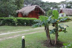 two trees in a yard with a hut in the background at Yasipark - Nature Park und Ecolodge in Yásica Arriba