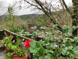 Billede fra billedgalleriet på Casa em Xisto na Serra da Lousã, Gondramaz i Gondramaz