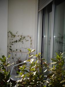 a plant in front of a window with a chair at Suites da Ria in Mexilhoeira Grande