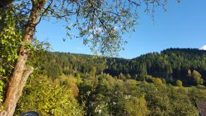 a view of the forest from the top of a hill at Ferienwohnung Michelle mit Balkon für 1 - 6 Personen in Warmensteinach