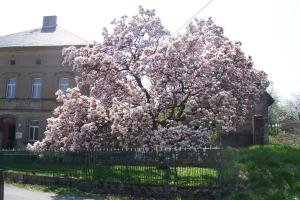 a flowering tree behind a fence in front of a building at Ferienwohnung Schleich in Starkenberg