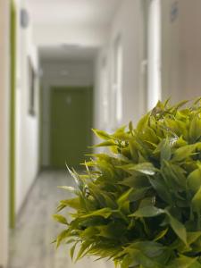 a green plant in front of a hallway at Pansion Fočin Han in Sarajevo
