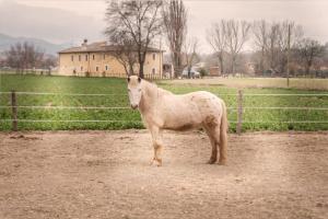 un cheval blanc debout devant une clôture dans l'établissement Agriturismo Stovali Da Lustrinu, à Protte