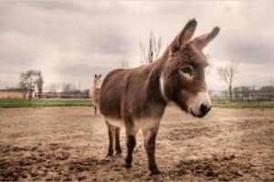 a brown donkey standing in a dirt field at Agriturismo Stovali Da Lustrinu in Protte