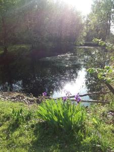 um lago com flores na relva ao lado de um campo em Chez les Dom’s em Sainte-Cécile