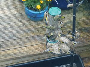 Animals at the bed & breakfast or nearby 