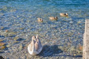 a group of ducks swimming in the water at Bellagio Villas in Lezzeno