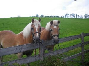 Altri animali domestici presso l'agriturismo o nei dintorni