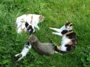 Ospiti di BIO-Bauernhof Kurzeck con animali domestici