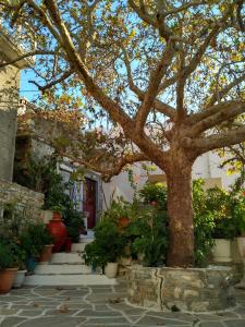 un árbol frente a un edificio con macetas en Fasolas square house "FREIDERIKI" is located 30 stairs up from the main road and it is in the old market "fasolas" and next to the museums en Filótion