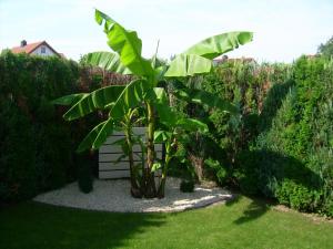 ein Bananenbaum mitten im Garten in der Unterkunft Ferienhaus Schwörer in Rheinhausen