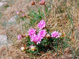 a bunch of pink flowers in the grass at 2 person holiday home in V JERN in Väjern