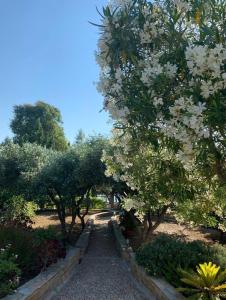 a garden with trees and white flowers on a path at Casa Del Mare (South Evia) in Nea Stira