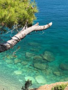a tree branch sticking out of the water at Vignanotica Beach Apartments in Mattinata