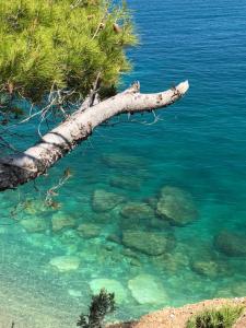 un ramo di albero che spunta dall'acqua di Camping Apartment Vignanotica a Mattinata