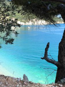 a view of a lake through a tree at Vignanotica Beach Apartments in Mattinata