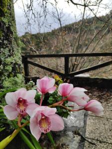 Billede fra billedgalleriet på Casa em Xisto na Serra da Lousã, Gondramaz i Gondramaz