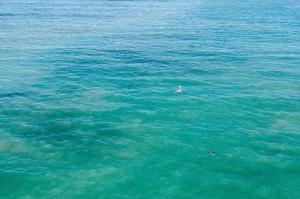una gaviota nadando en medio del océano en Strand Pavilion en Strand
