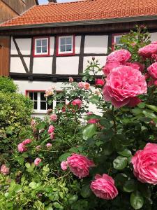 BörneckeGesindehaus Bornecke的一大束粉红色玫瑰在房子前面