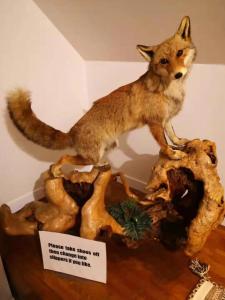 Domácí mazlíčci ubytovaní s hosty v ubytování Hakuba Snow Fox