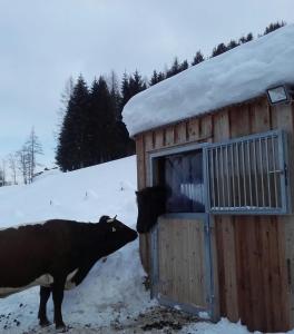 Zvířata v apartmánu nebo okolí