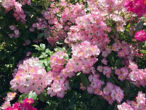 a bunch of pink flowers in a garden at Casa San Marco in Castelnuovo del Garda