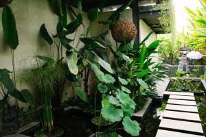a bunch of plants in a garden at Villa Dua Hati in Ubud