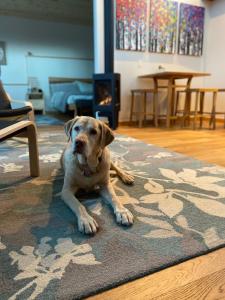 einem braunen Hund, der auf einem Teppich im Wohnzimmer liegt in der Unterkunft Eagle Peak Guesthouse in Eagle River