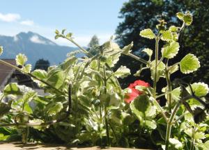 a garden with a red flower and mountains in the background at Haus Christoph in Bad Wiessee