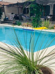 a plant in a pot next to a swimming pool at Chambre et table d hotes chez Dom in Sainte-Cécile-les-Vignes