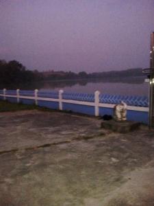 a dog sitting next to a fence near the water at Tent KONOK in Ban Huai Dua