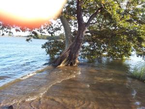 a tree on the shore of a body of water at Niduwari Lake Homestay in Dambulla
